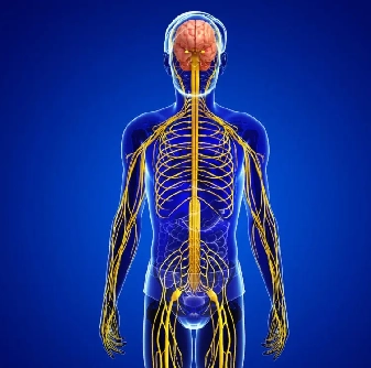Autonomic nervous system